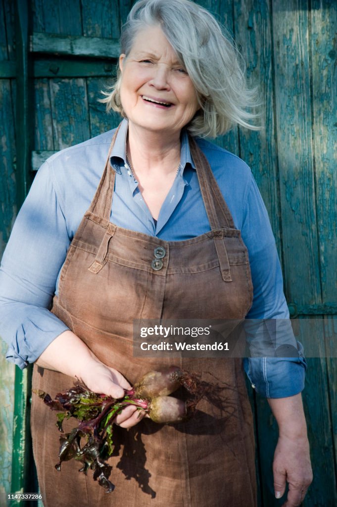 Senior woman harvesting beetroot, garden apron made of old linen pants