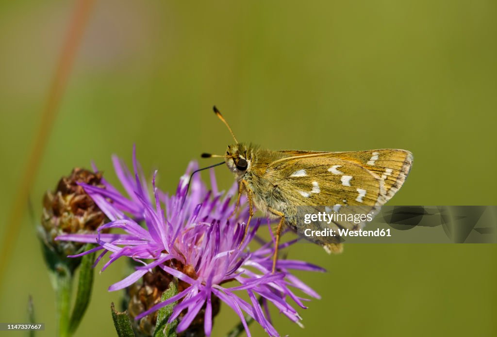 Silver-spotted skipper on purple flower head