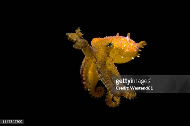 blue-ringed octopus, hapalochlaena lunulata - blue ringed octopus stockfoto's en -beelden