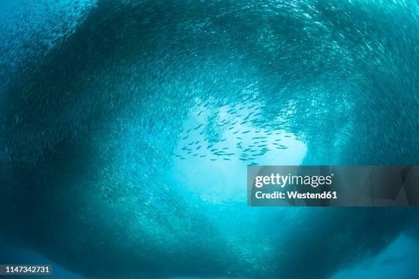 schoal of sardines - banco de peces fotografías e imágenes de stock