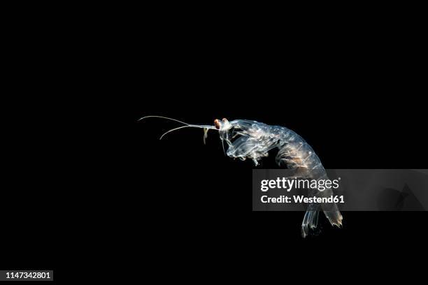 squilla mantis, mantis shrimp - mantis shrimp stock pictures, royalty-free photos & images