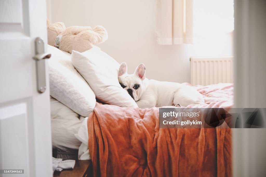 Sleepy French Bulldog on a cozy bed in a bedroom, seeing through bedroom door