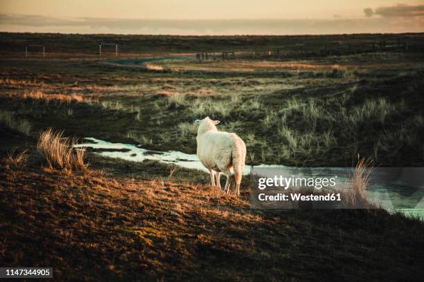 germany, sylt, schleswig holstein wadden sea national park, dune landscape, ellenbogen, loneley sheep, sunset - ellenbogen stock pictures, royalty-free photos & images