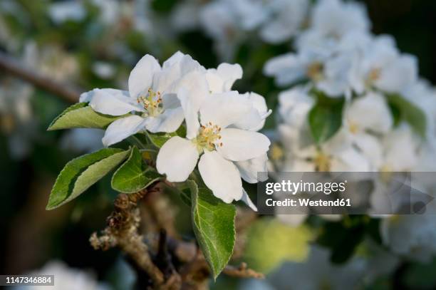 apple blossoms, close-up - white flower stock pictures, royalty-free photos & images