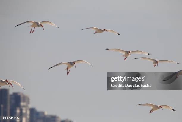 american white ibis, eudocimus albus, in flight - ibis stockfoto's en -beelden