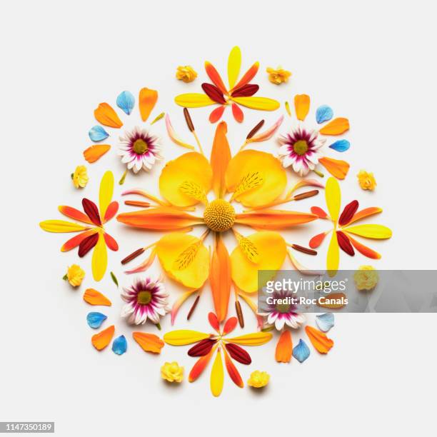 petal pattern - 花　成長 ストックフォトと画像