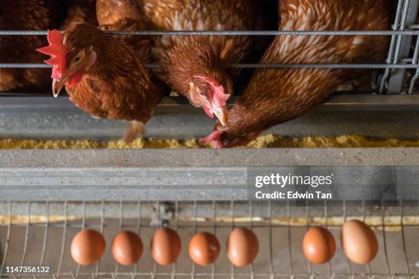 huhn und ei - galliformes stock-fotos und bilder