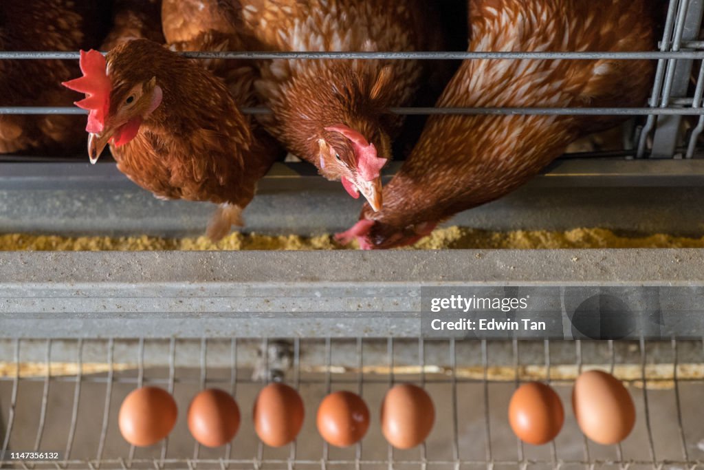 Chicken and eggs