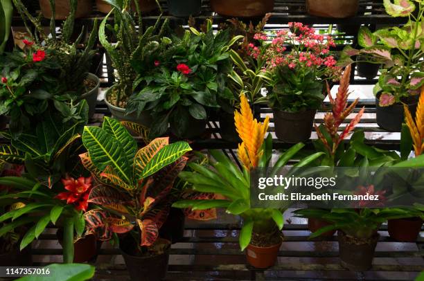 tropical plants growing in pots in a greenhouse - croton plant bildbanksfoton och bilder