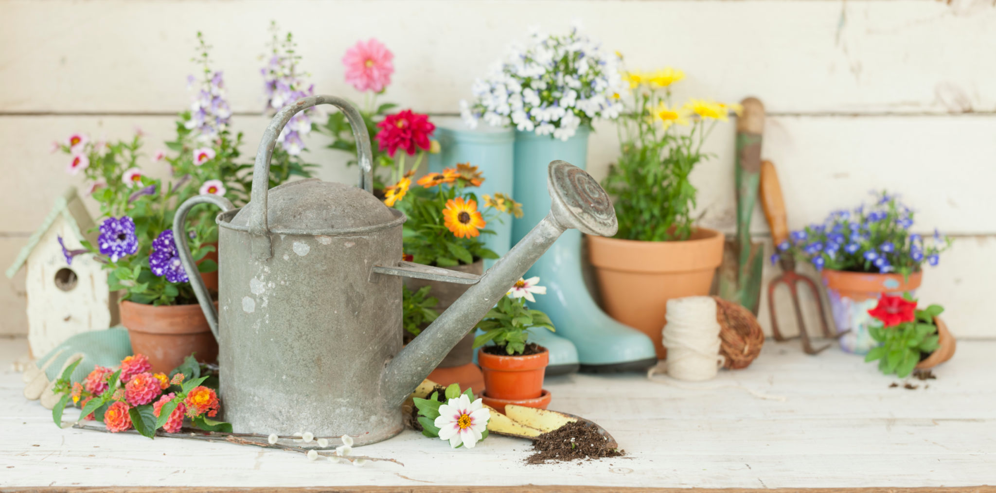 spring flowers gardening