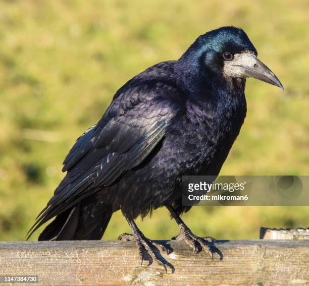 carrion crow (corvus corone) - dead crow stock-fotos und bilder