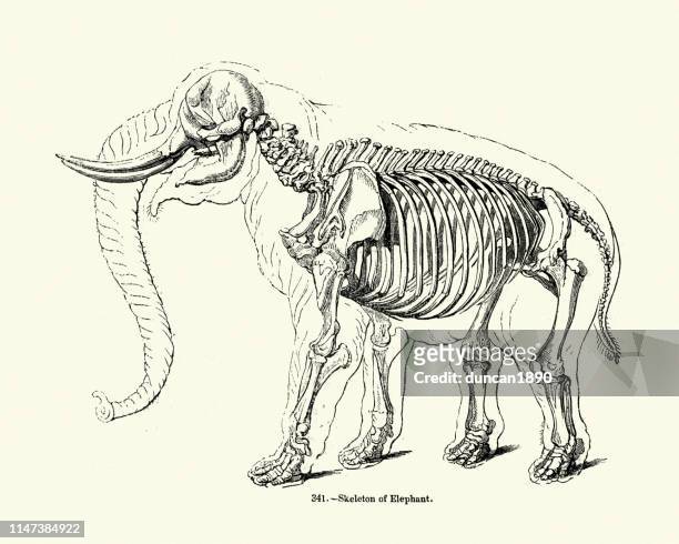 stockillustraties, clipart, cartoons en iconen met skelet van een olifant, 19de eeuw - animal trunk