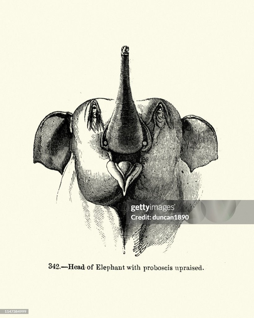 Olifant met proboseis opheft 19de eeuw gravure