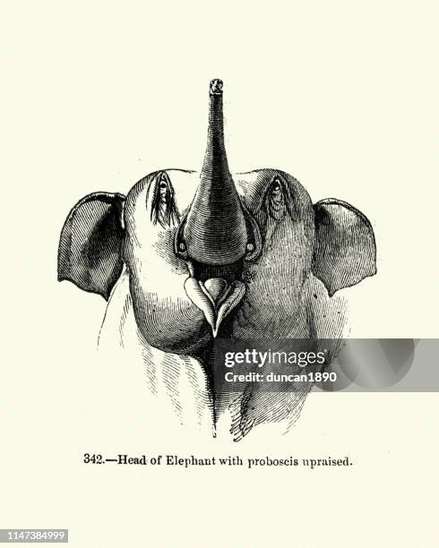 大象與長鼻被提高19世紀雕刻 - animal nose 幅插畫檔、美工圖案、卡通及圖標