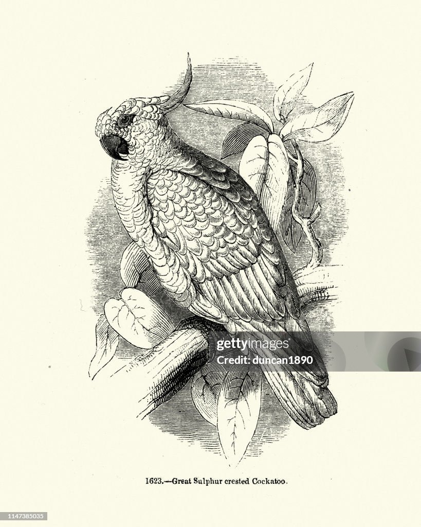 Gran cacatúa Crestado de azufre (Cacatua galerita galerita)