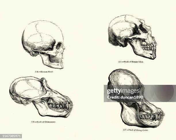 comparison of skulls, human, chimpanzee, orangutan - chimp skull stock illustrations