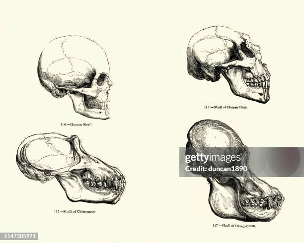 comparison of skulls, human, chimpanzee, orangutan - orang utan stock illustrations