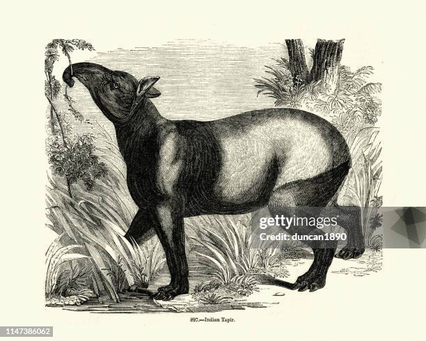 illustrazioni stock, clip art, cartoni animati e icone di tendenza di tapiro malese (tapirus indicus), chiamato anche tapiro indiano - tapiro della malesia