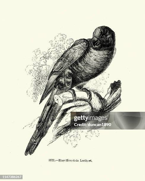 tropical birds, blue mountain lorikeet - rainbow lorikeet stock illustrations
