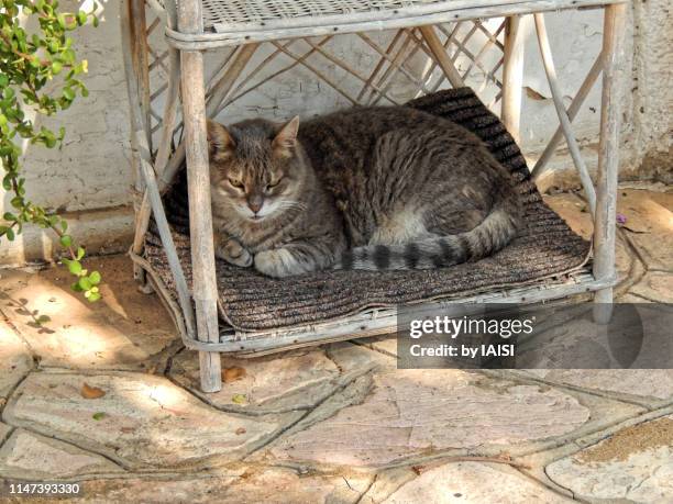 a female mau cat resting on the terrace, ready for a nap - egyptische mau stockfoto's en -beelden