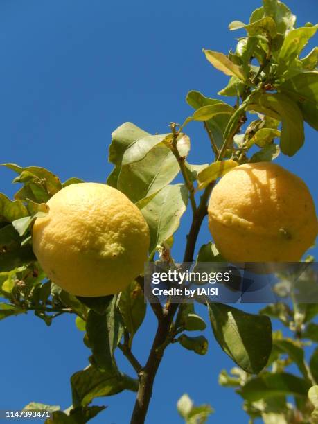 two lemons hanging on the lemon tree, ripe, against blue sky - citron stock pictures, royalty-free photos & images