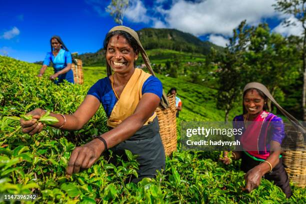 tamil women plucking tea leaves on plantation, ceylon - nuwara eliya stock pictures, royalty-free photos & images