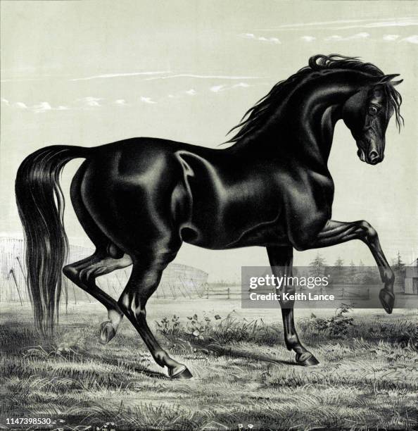 trotting black stallion - mare stock illustrations