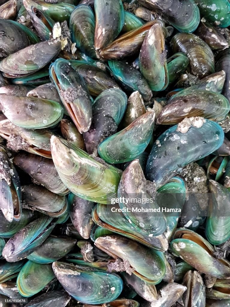Oyster