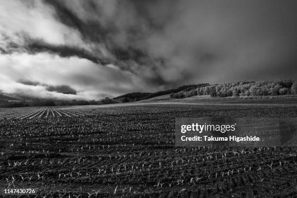 season of seedlings - espalhar imagens e fotografias de stock