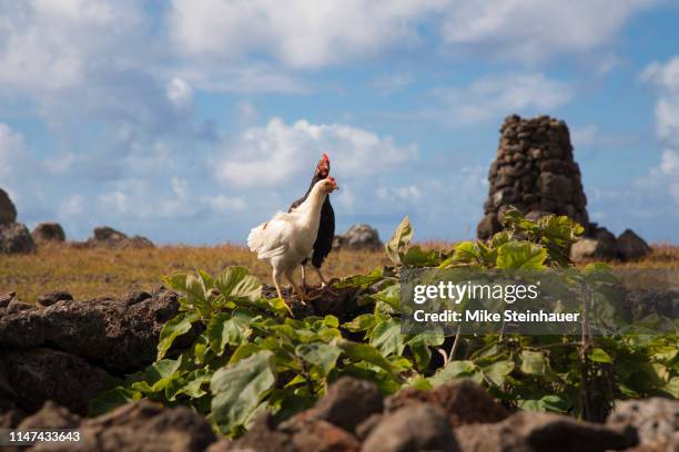 roosters at hanga te’e, rapa nui/easter island, chile - hanga roa stock-fotos und bilder