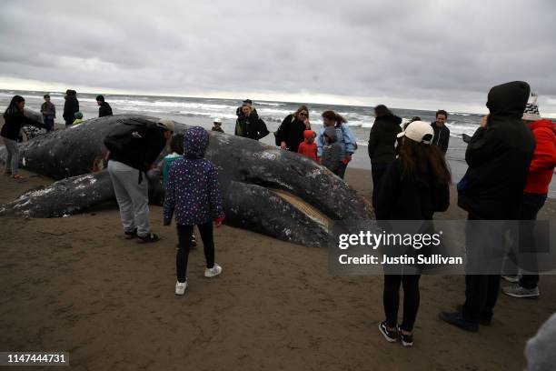 People look at a beached dead Gray Whale at Ocean Beach on May 06, 2019 in San Francisco, California. A dead Gray Whale, the ninth to be discovered...