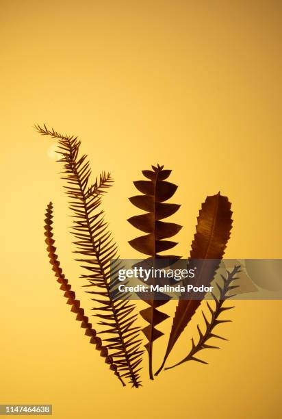 dry leaves back-lit on a yellow background - still life stock pictures, royalty-free photos & images
