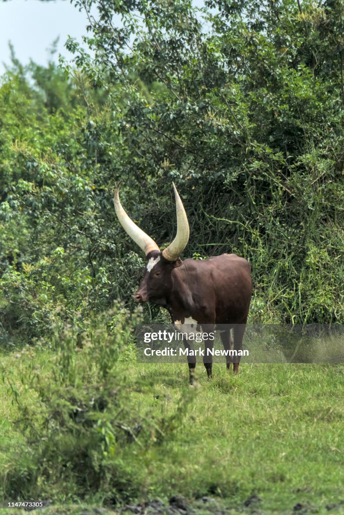 Ankole Cattle