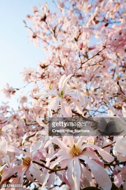low angle view of magnolia tree in full bloom against sky in springtime - magnolia stock-fotos und bilder
