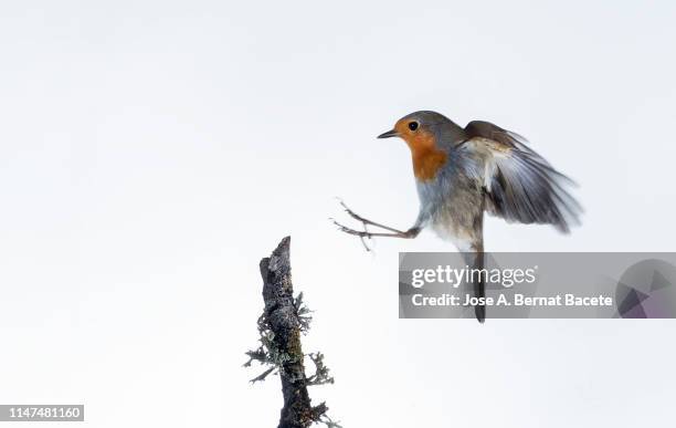 Robin Flying Isolated Photos and Premium High Res Pictures - Getty Images