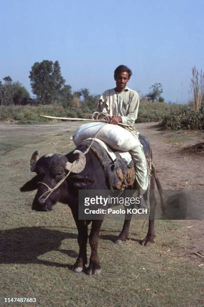 Paysan transportant un sac d'engrais à dos de buffle, en 1978, Pakistan.