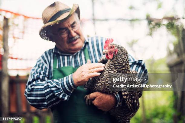 senior farmer hält hühner auf hof - chicken bird stock-fotos und bilder