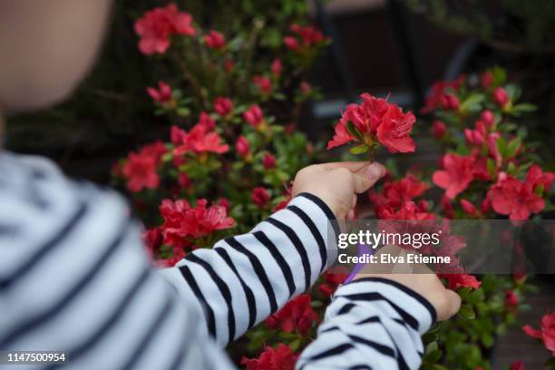child (6-7) using scissors to cut a red azalea blossom from a potted plant - azalee stock-fotos und bilder