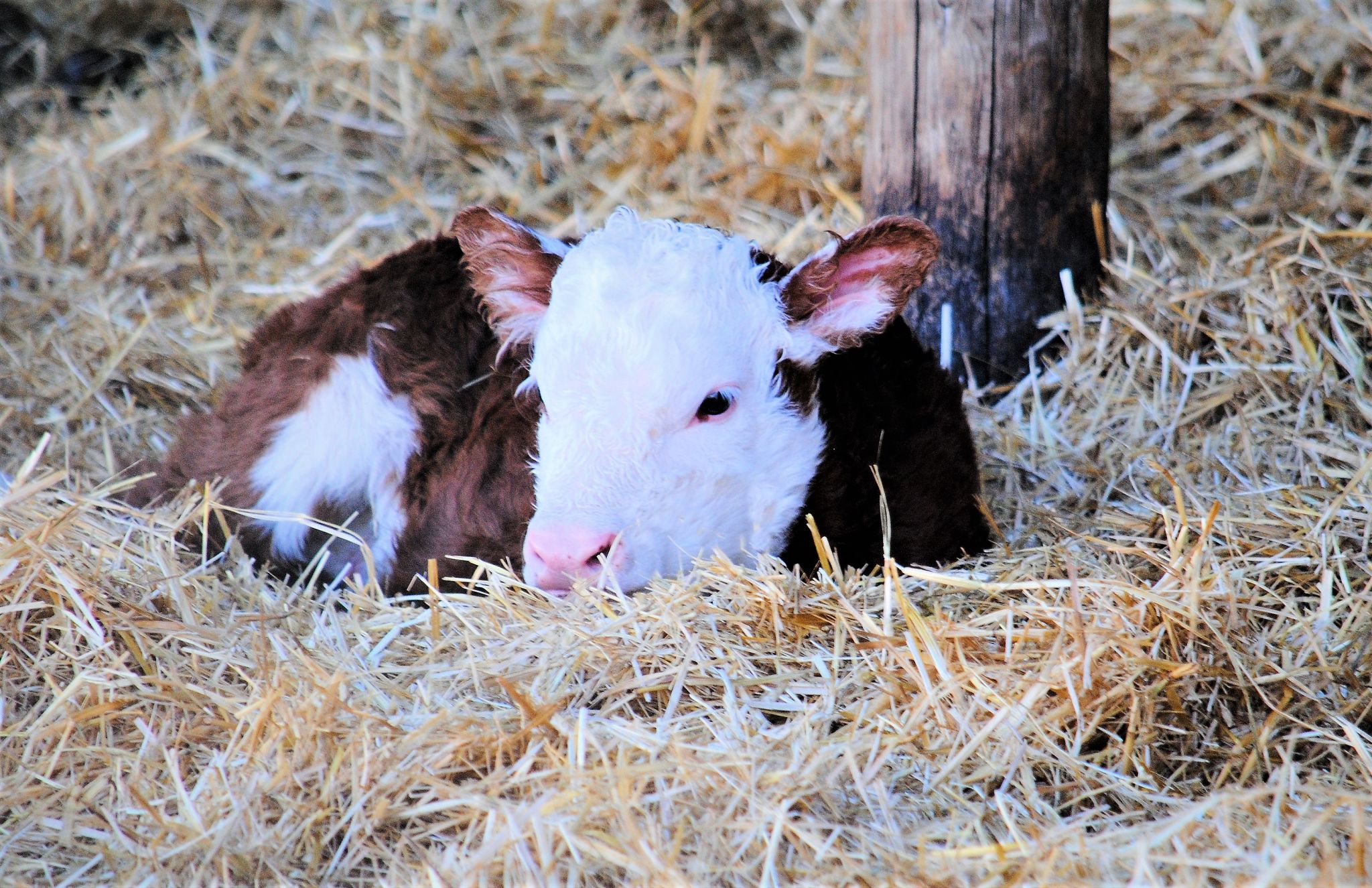 calving season