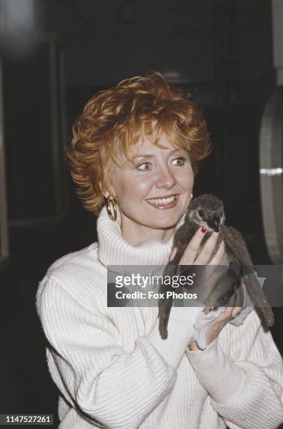 Scottish singer Lulu adopts a baby penguin at Christmas, 1985.