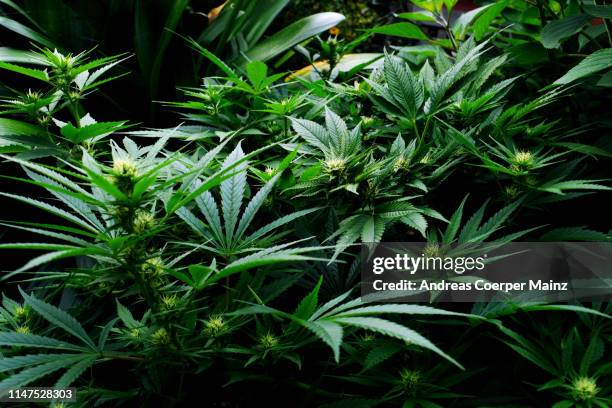 hemp plant marijuana - marijuana plant stock-fotos und bilder