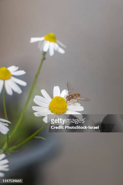 wasp visiting a camomile flower - sonnenhut pflanzengattung stock-fotos und bilder