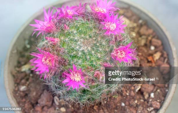 bristle brush cactus (mammillaria spinosissima) - areoles stock pictures, royalty-free photos & images