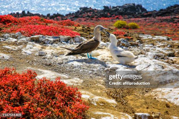 blue footed booby whıt hıs baby - booby bird stock pictures, royalty-free photos & images