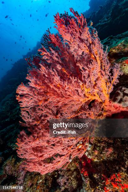 red gorgonian coral beauty mopsella sp., bunaken marine park, north sulawesi, indonesia - gorgonia sp stock pictures, royalty-free photos & images
