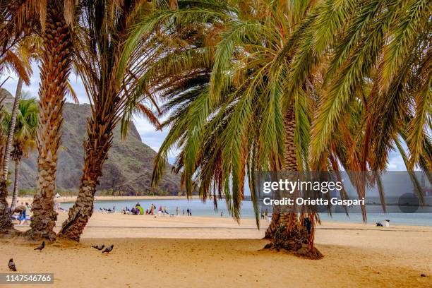 tenerife, canary islands-las teresitas beach - playa de las teresitas stock pictures, royalty-free photos & images