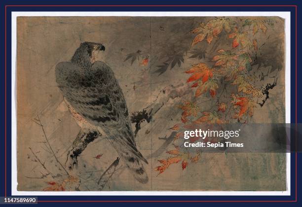 [Momiji ni washi], Eagle on a maple branch., [between 1868 and 1900], 1 print : woodcut, color ; 19.4 x 30 cm., Print shows an eagle perched on a...