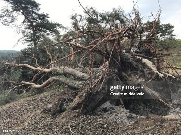 Muir Fallen Tree Muir Forest Photos and Premium High Res Pictures - Getty Images