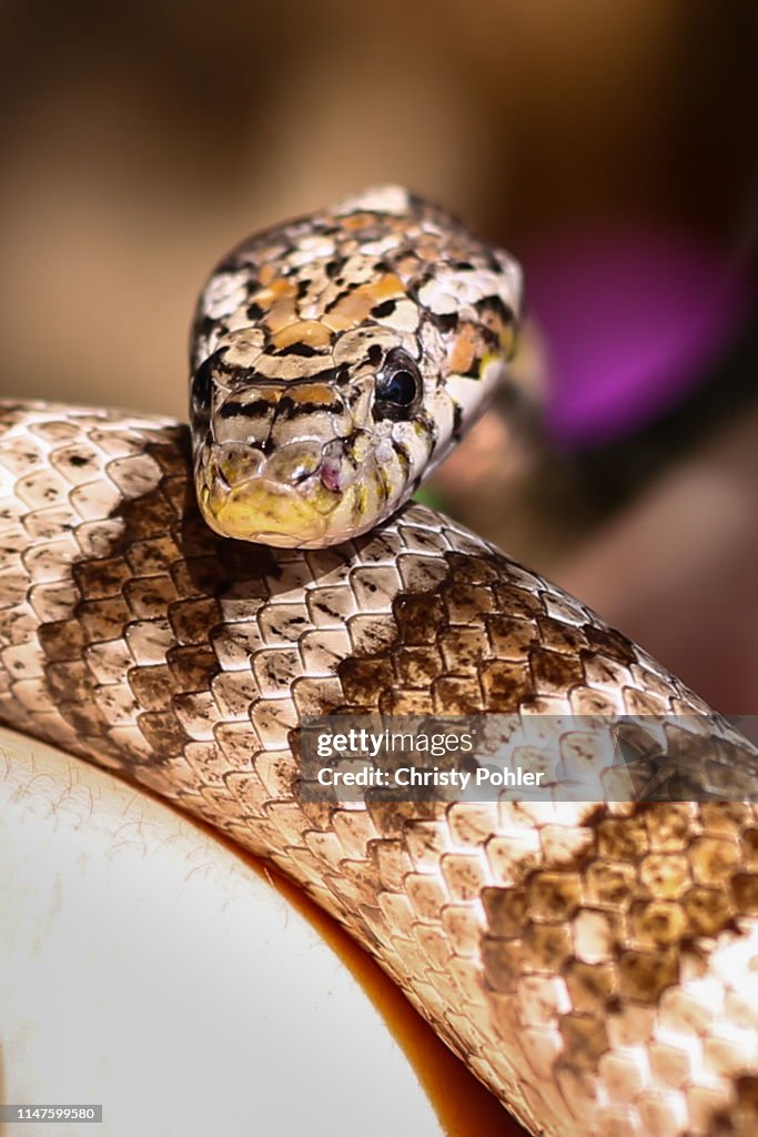 Corn Snake