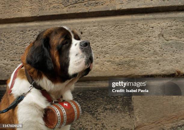 portrait of saint bernard dog - san bernardo fotografías e imágenes de stock